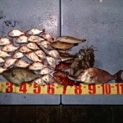 五目釣りで色々釣れました♪