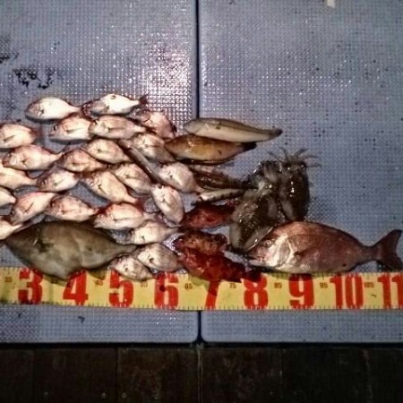 五目釣りで色々釣れました♪