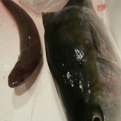 イカ狙いは辛いよ…