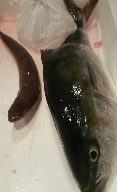 イカ狙いは辛いよ…