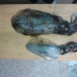 激シブティップラン