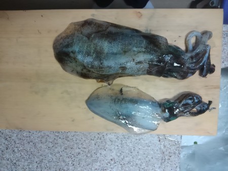 激シブティップラン