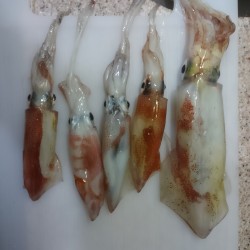 今年のラスト釣行イカメタル