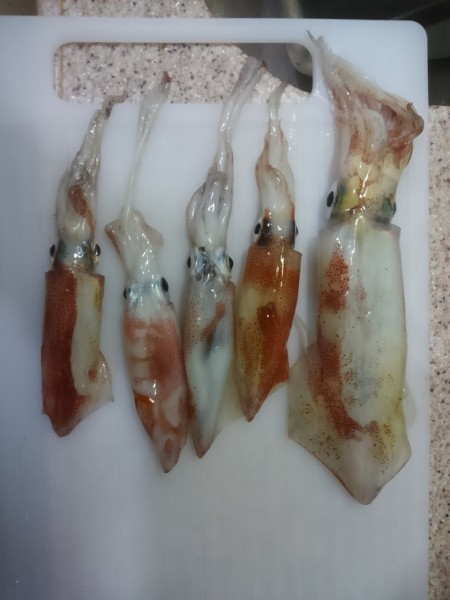 今年のラスト釣行イカメタル