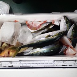 とうとう念願のハマチが！！