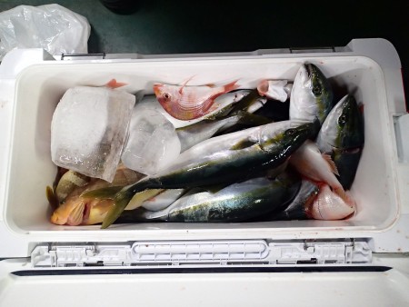 とうとう念願のハマチが！！