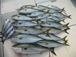 ふじしめ丸 釣果