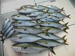 ふじしめ丸 釣果