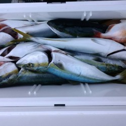 田曽沖～御座沖釣果報告