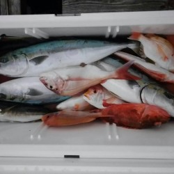 田曽沖80m～方座浦沖100m釣果報告(マイボート釣行)