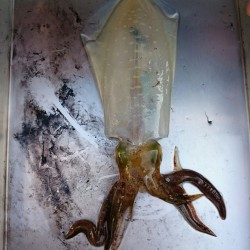 きびしい一日・・・