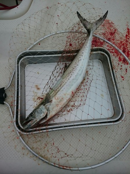 バッテリー交換のついでにちょい釣り