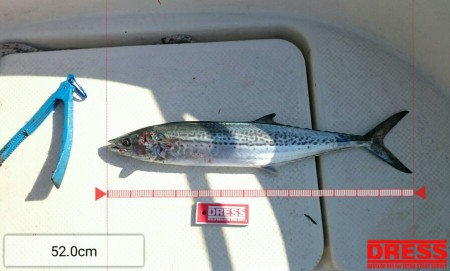 サゴシ狙いつつあわよくばアオリイカ