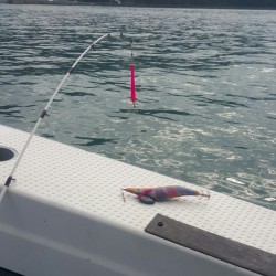 今年最大のメジロGET♪