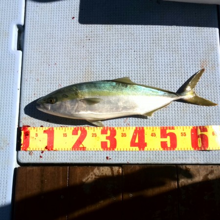 念願のメジロGET♪