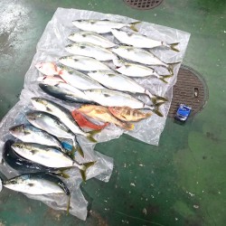 とうとう念願のハマチが！！