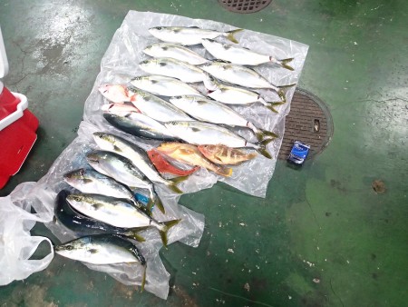 とうとう念願のハマチが！！