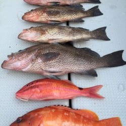 オーシャンキッズ 釣果