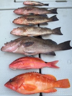 オーシャンキッズ 釣果