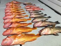 オーシャンキッズ 釣果