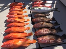 オーシャンキッズ 釣果