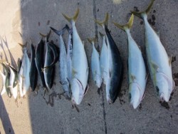 Marine Pro Y's　第…