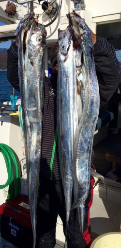 さんさん丸 釣果