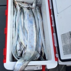 さんさん丸 釣果