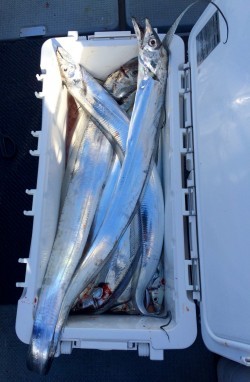 さんさん丸 釣果