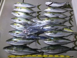 Hit Rush(ヒット ラッシュ） 釣果