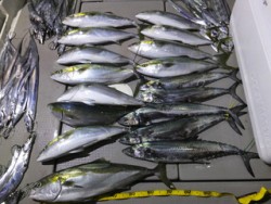 Hit Rush(ヒット ラッシュ） 釣果…