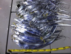 Hit Rush(ヒット ラッシュ） 釣果