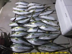 Hit Rush(ヒット ラッシュ） 釣果