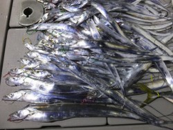 Hit Rush(ヒット ラッシュ） 釣果