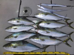 Hit Rush(ヒット ラッシュ） 釣果