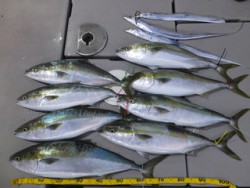 Hit Rush(ヒット ラッシュ） 釣果…