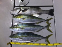 Hit Rush(ヒット ラッシュ） 釣果