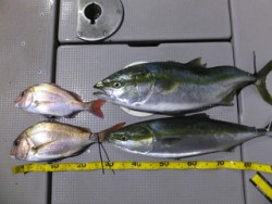 Hit Rush(ヒット ラッシュ） 釣果…