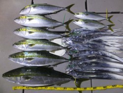 Hit Rush(ヒット ラッシュ） 釣果