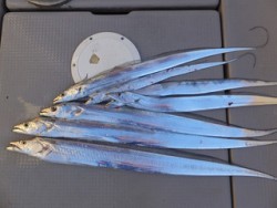 Hit Rush(ヒット ラッシュ） 釣果