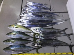 Hit Rush(ヒット ラッシュ） 釣果