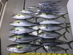 Hit Rush(ヒット ラッシュ） 釣果