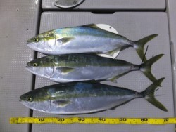 Hit Rush(ヒット ラッシュ） 釣果