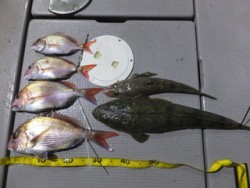 Hit Rush(ヒット ラッシュ） 釣果