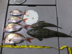 Hit Rush(ヒット ラッシュ） 釣果…