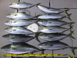 Hit Rush(ヒット ラッシュ） 釣果…