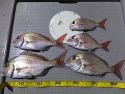 Hit Rush(ヒット ラッシュ） 釣果