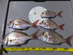 Hit Rush(ヒット ラッシュ） 釣果…