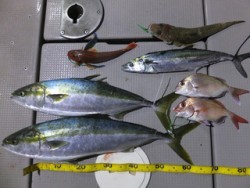 Hit Rush(ヒット ラッシュ） 釣果