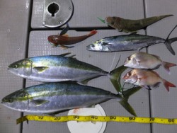 Hit Rush(ヒット ラッシュ） 釣果…